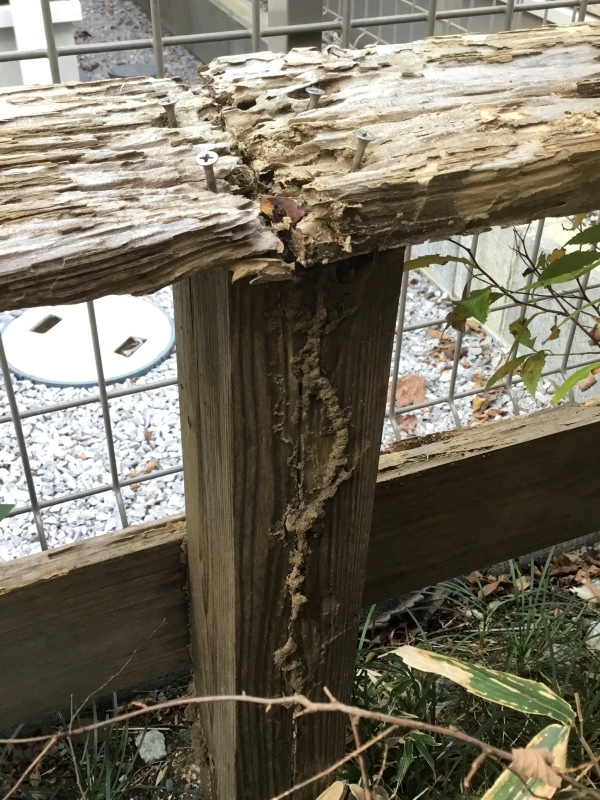 シロアリが活動する時期になりました！_d0256297_19044818.jpeg