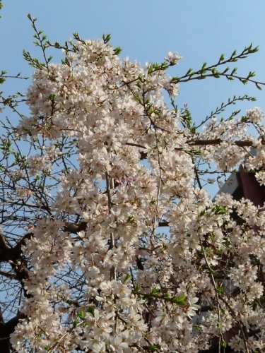 日本橋の桜_f0033598_20203975.jpg