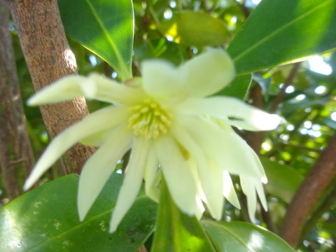 樒（しきみ）花の時期と仏事に欠かせない樹木…2019/3/26…2019/3/26_f0231709_16522566.jpg