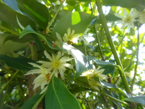 樒（しきみ）花の時期と仏事に欠かせない樹木…2019/3/26…2019/3/26_f0231709_16524564.jpg