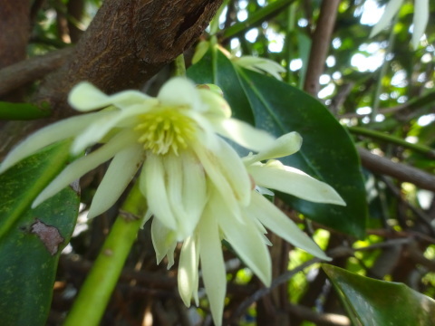 樒（しきみ）花の時期と仏事に欠かせない樹木…2019/3/26…2019/3/26_f0231709_16540892.jpg