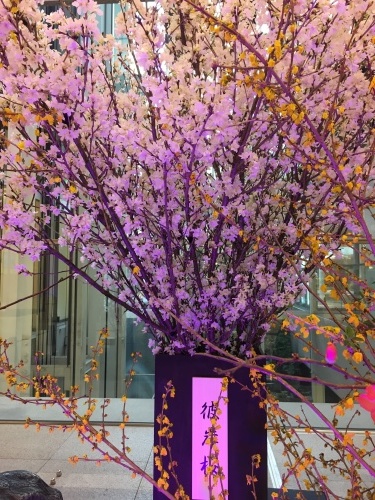 お先に満開 N.628_c0102513_18141171.jpeg