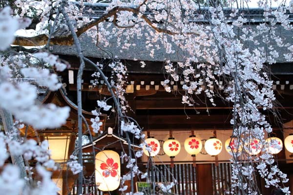 魁（さきがけ）ざくら　平野神社_e0048413_20584296.jpg