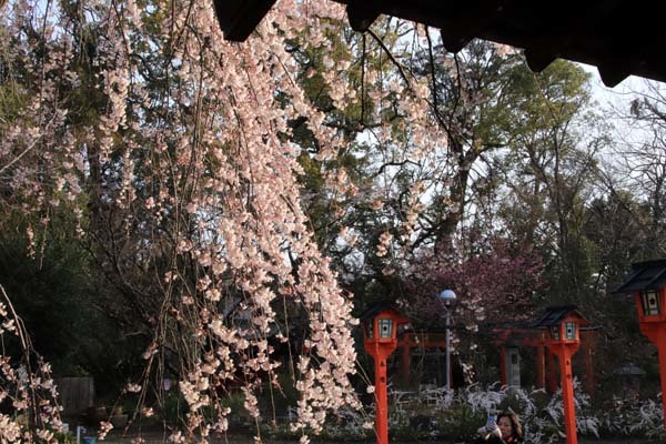 魁（さきがけ）ざくら　平野神社_e0048413_20585535.jpg