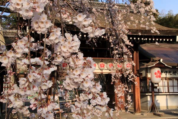 魁（さきがけ）ざくら　平野神社_e0048413_20594550.jpg