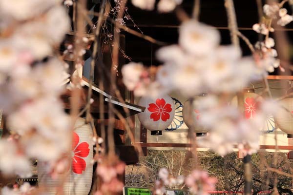 魁（さきがけ）ざくら　平野神社_e0048413_20594849.jpg