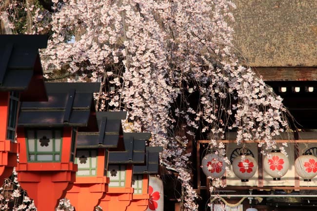 魁（さきがけ）ざくら　平野神社_e0048413_20595204.jpg