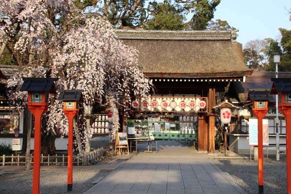 魁（さきがけ）ざくら　平野神社_e0048413_20595544.jpg