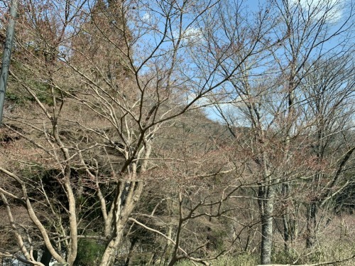 吉野山の桜　開花状況（2019年3月26日現在）_e0154524_19241550.jpg