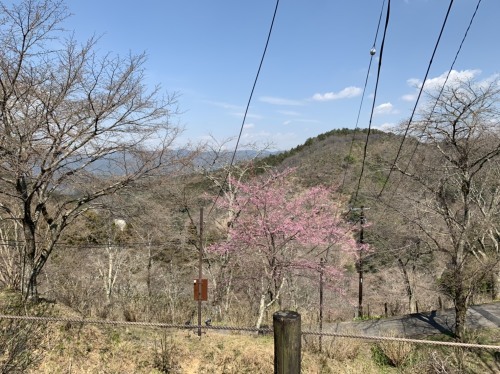 吉野山の桜　開花状況（2019年3月26日現在）_e0154524_19241697.jpg
