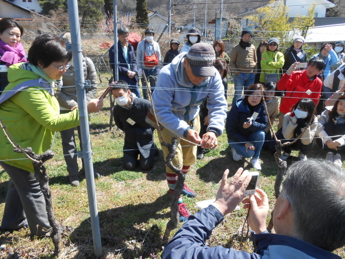 奥野田ワイナリーで誘引作業。_a0095931_12191224.jpg