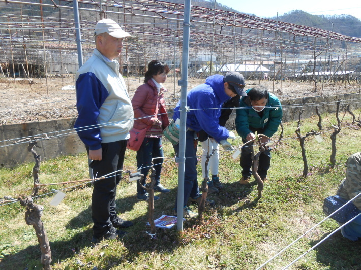 奥野田ワイナリーで誘引作業。_a0095931_14253428.jpg