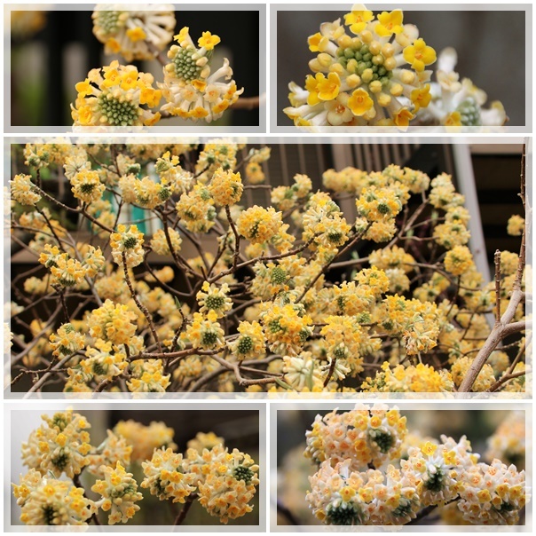 3種類の黄色い花 ミツマタ ヒョウガミズキ レンギョ 自然のキャンバス 3種類の黄色い花 ミツマタ ヒョウガミズキ レンギョ 自然のキャンバス