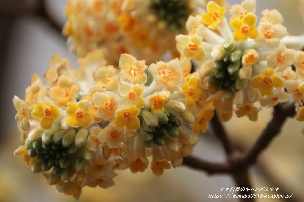 3種類の黄色い花 ミツマタ ヒョウガミズキ レンギョ 自然のキャンバス 3種類の黄色い花 ミツマタ ヒョウガミズキ レンギョ 自然のキャンバス