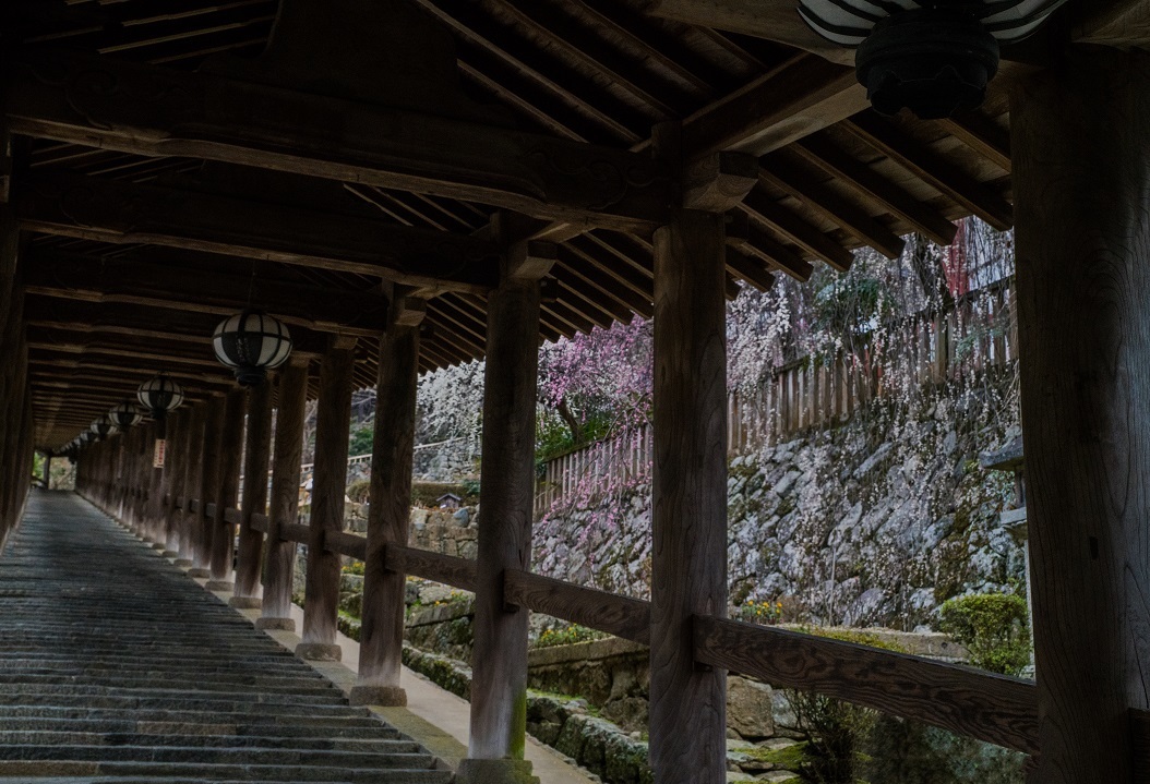 長谷寺の梅_e0363038_14393665.jpg