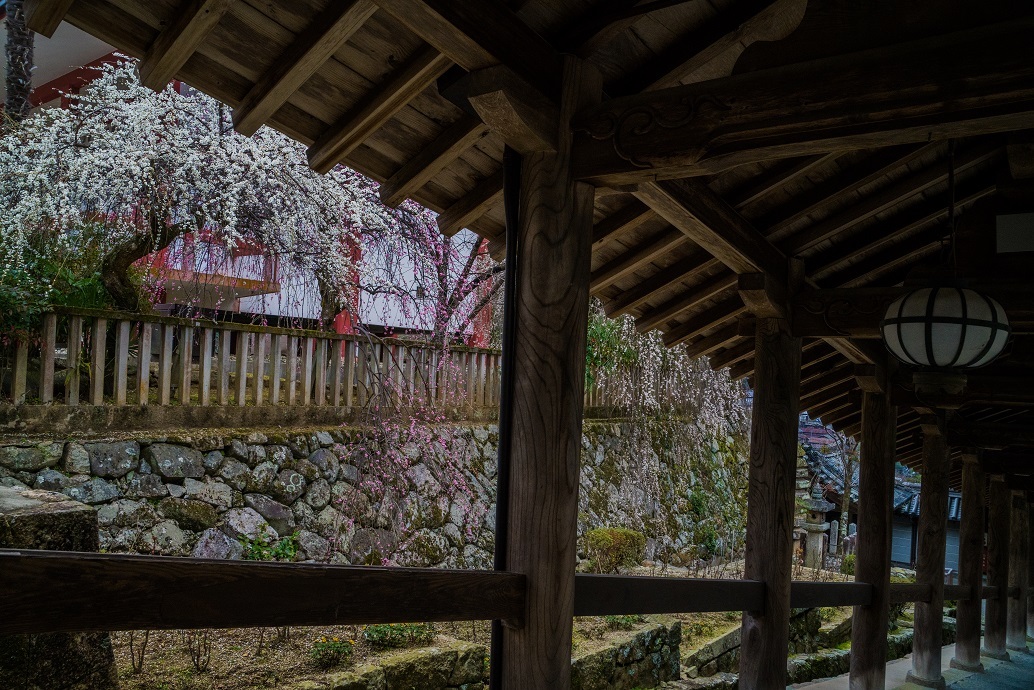 長谷寺の梅_e0363038_14422074.jpg