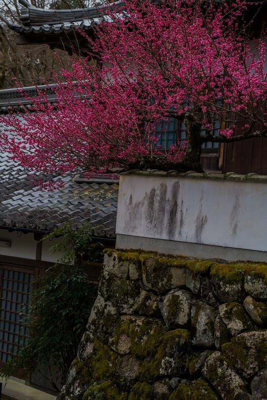 長谷寺の梅_e0363038_14435653.jpg