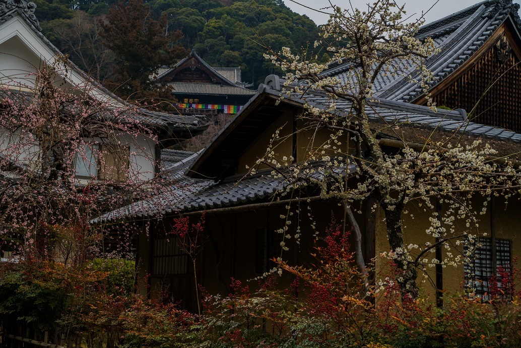 長谷寺の梅_e0363038_14454835.jpg