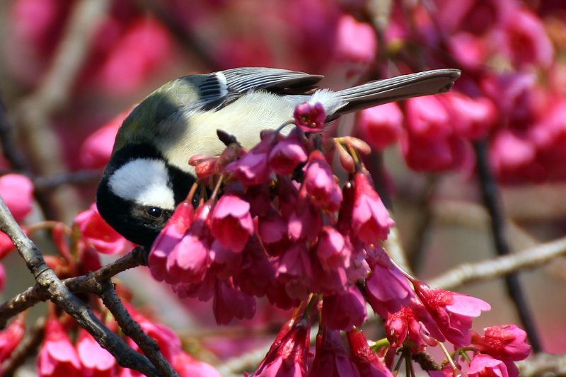 花＆野鳥_f0380240_13472720.jpg