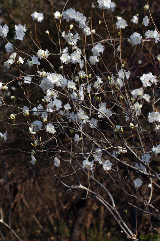 花＆野鳥_f0380240_13483016.jpg