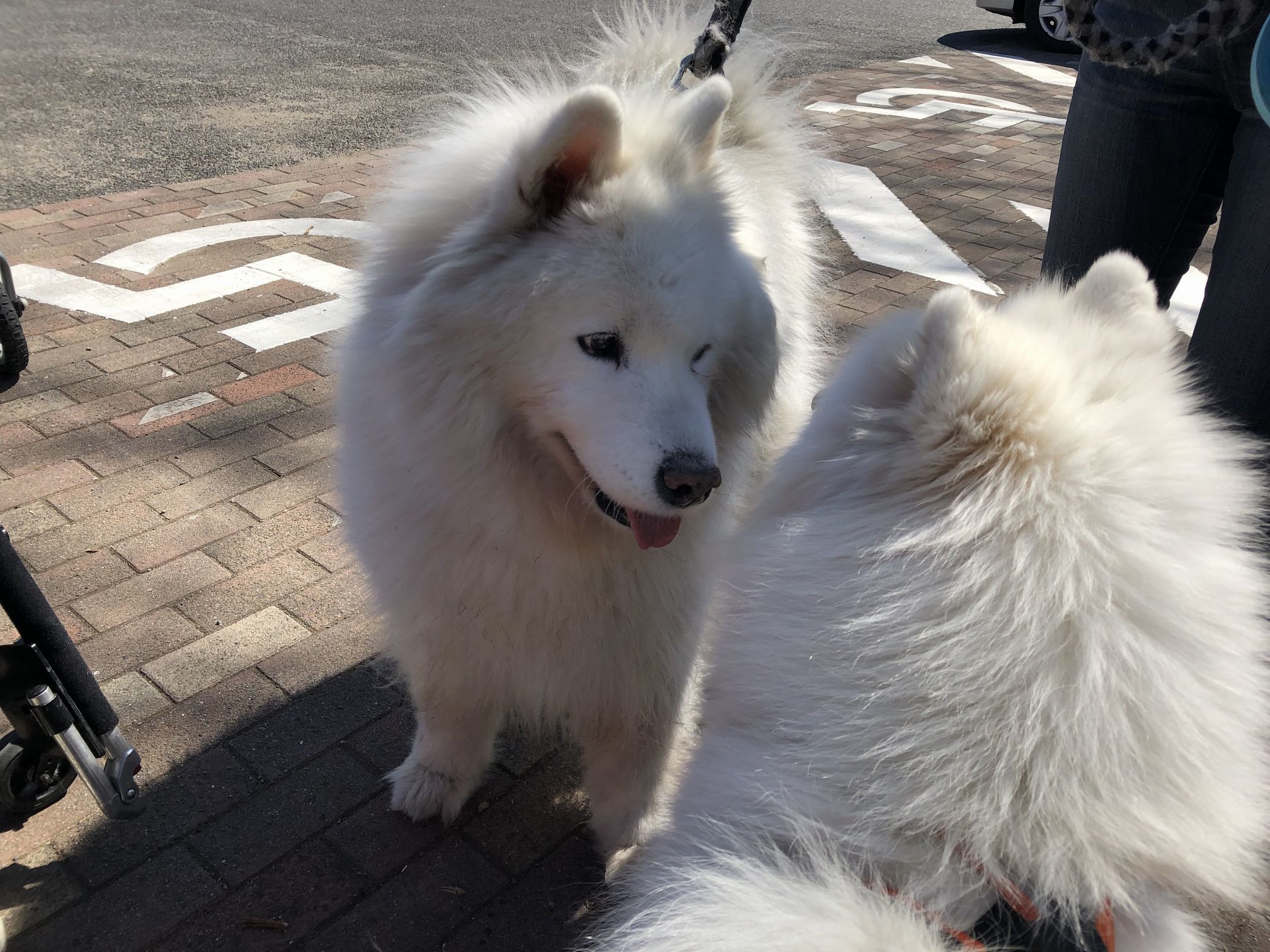子サモに会いに入間に行こう その1 _f0128542_23382563.jpg