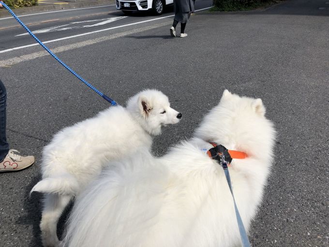 子サモに会いに入間に行こう その1 _f0128542_23423818.jpg