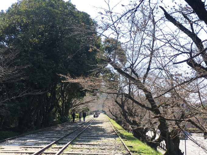 桜の名所でもあるインクラインの開花リアル情報_b0215856_11095121.jpg