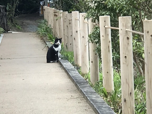 浄瑠璃寺の猫ちゃん_a0277866_10044861.jpg