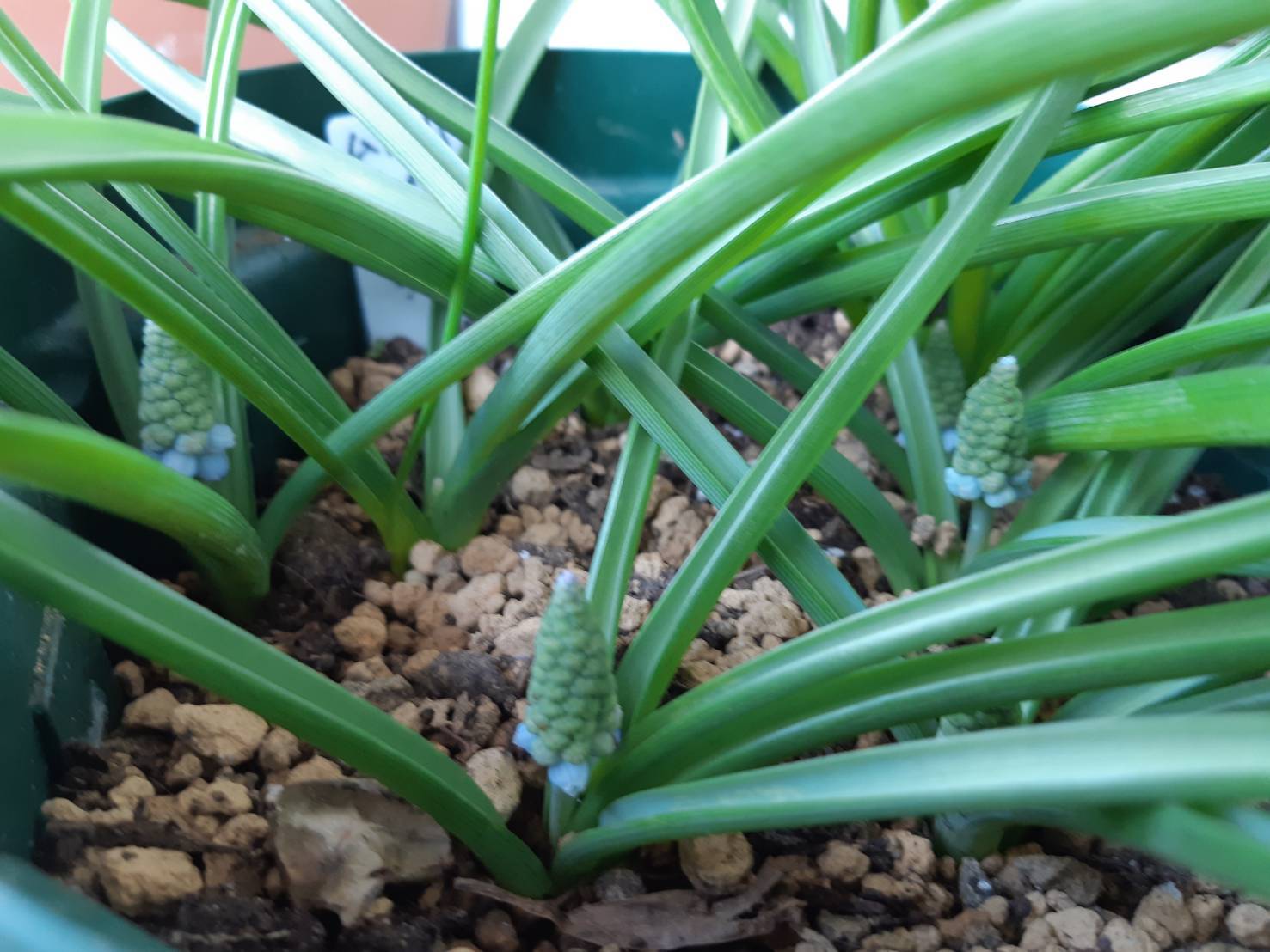 5球植えたのに ムスカリマジック 花暮らしの記 5球植えたのに ムスカリマジック 花暮らしの記