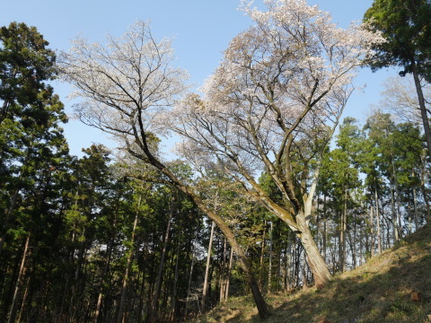 妻桜、ほぼ満開、夫桜と“協演” 2019夫婦桜開花情報③_c0014967_17520772.jpg