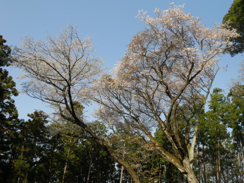 妻桜、ほぼ満開、夫桜と“協演” 2019夫婦桜開花情報③_c0014967_17522026.jpg