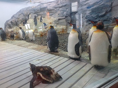 ペンギン 北海道にもいた可能性 本別ブログ ふるさと 東京本別会 ペンギン 北海道にもいた可能性 本別ブログ ふるさと 東京本別会