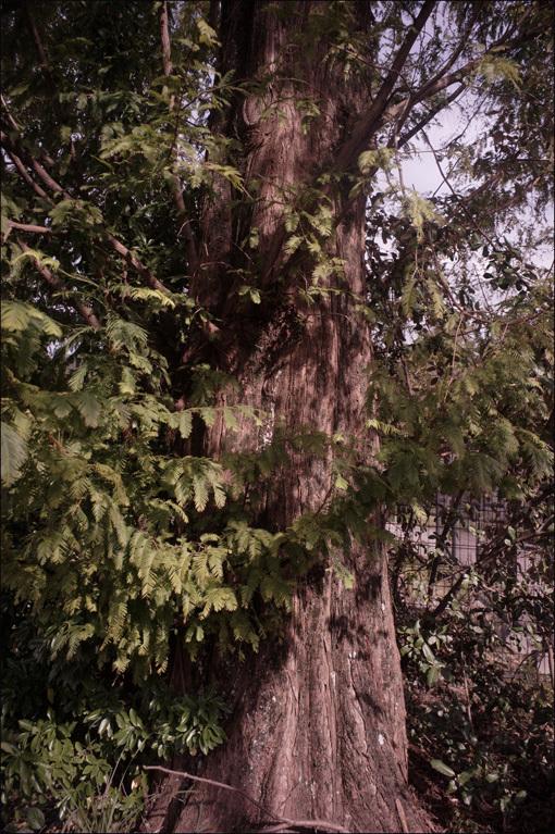 c0168172_14581859.jpg