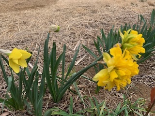生涯学習センター&お庭の花_e0040673_12570100.jpg