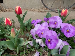 生涯学習センター&お庭の花_e0040673_12570114.jpg