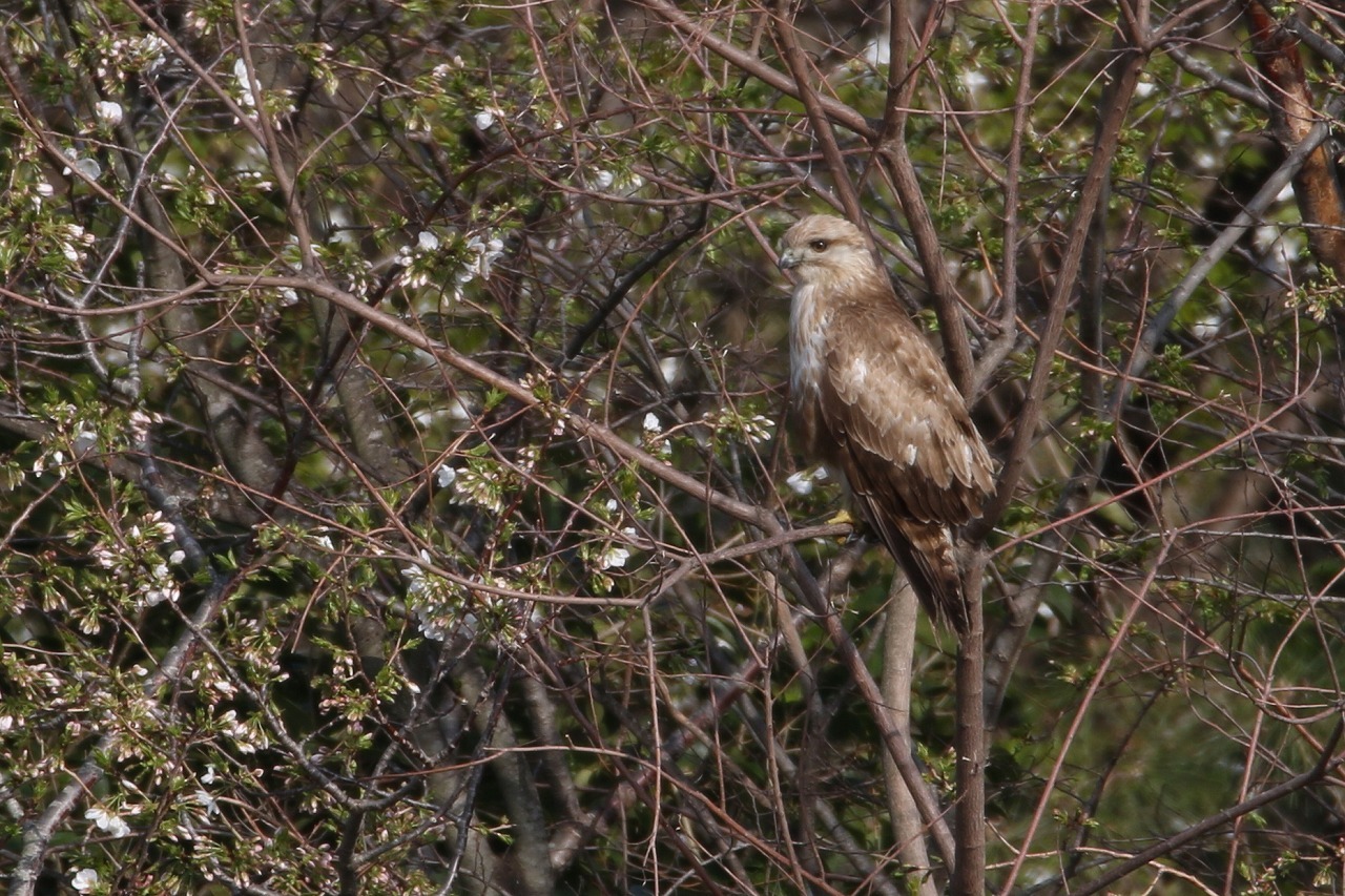 ★サシバが上空を飛んでいきました!・・・先週末の鳥類園(2019.3.23~24)_e0046474_01063527.jpg