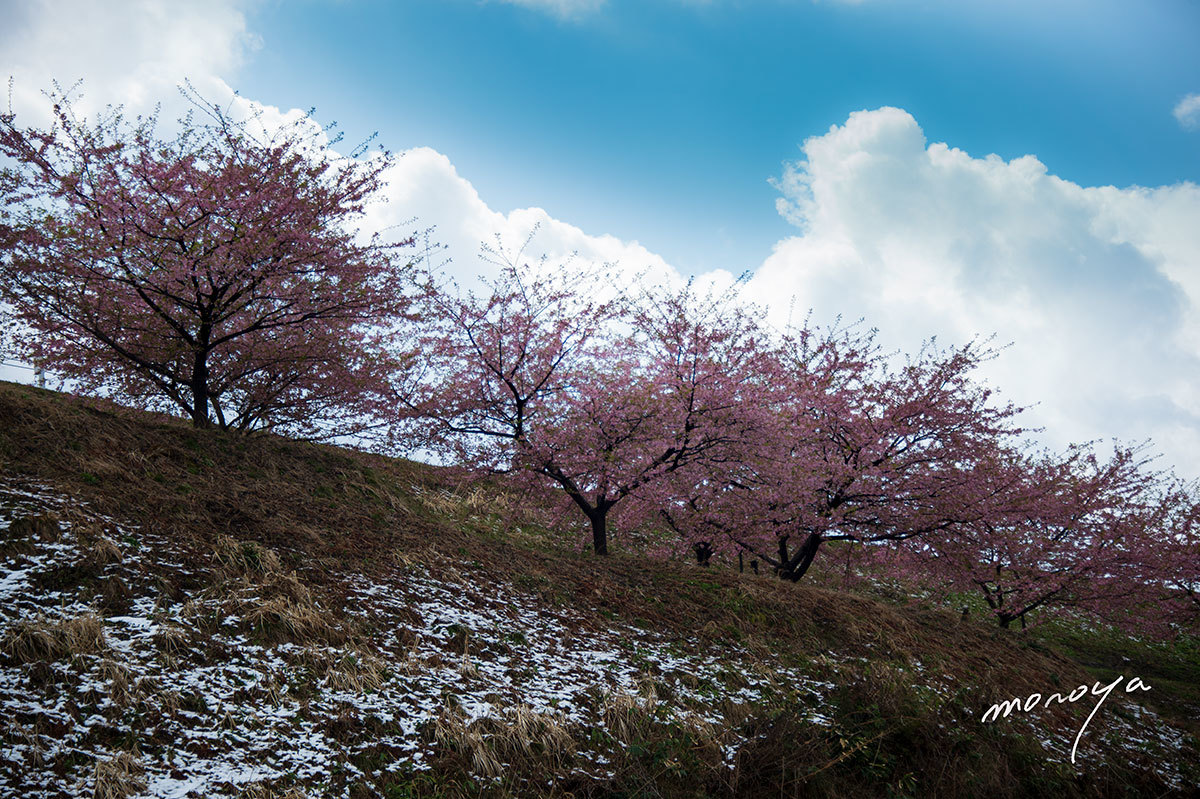 桜と雪_c0085877_06130122.jpg