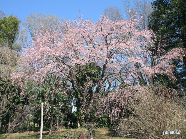 みちのくの桜は。_f0071480_17475869.jpg