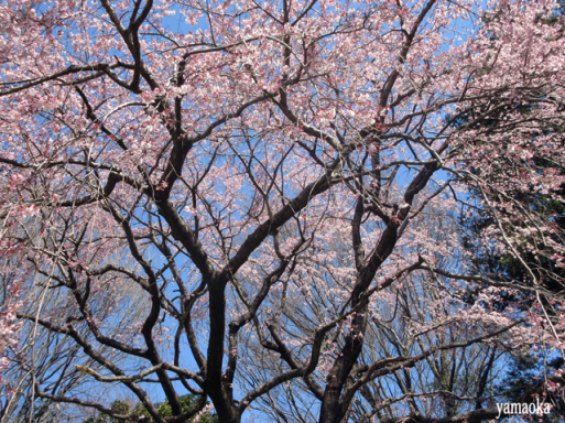 みちのくの桜は。_f0071480_17480117.jpg