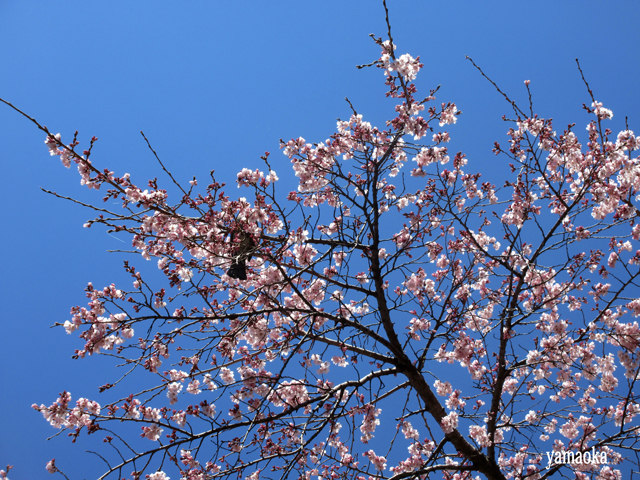 みちのくの桜は。_f0071480_17480732.jpg