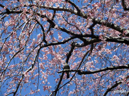 みちのくの桜は。_f0071480_17481007.jpg