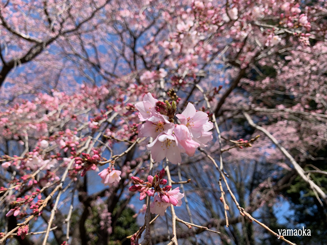 みちのくの桜は。_f0071480_17481320.jpg