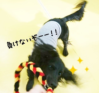 おもちゃ♪_f0357682_12573439.jpg