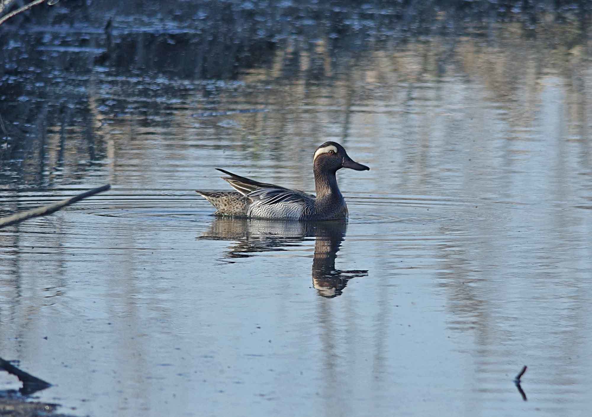 ２０１９年　　３月　　野鳥_c0176183_12011437.jpg