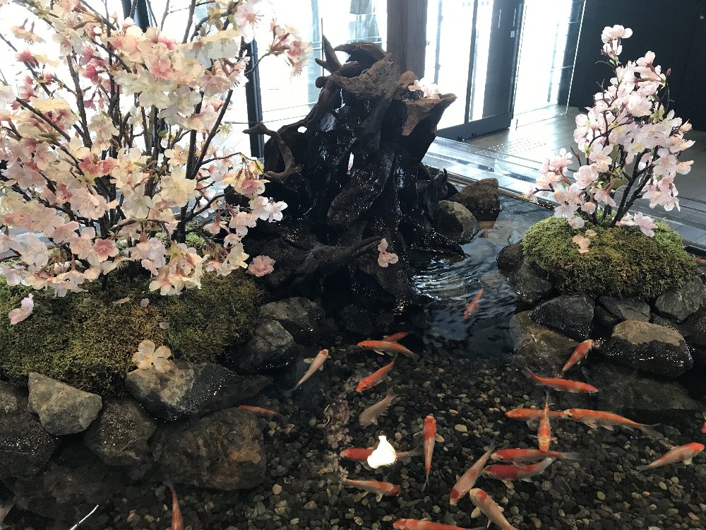鯉と桜の水槽！_e0065084_19592575.jpg