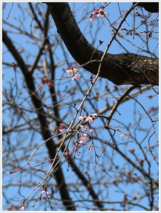 お散歩コースの桜の開花はもう少し先になりそうだけど、楽しみが膨らんできました～\\(>3(O^-)/ウフ☆_b0175688_19335655.jpg