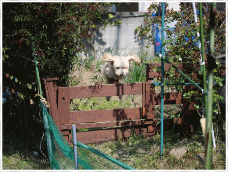 b0175688_19372698.gif