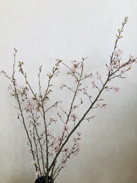 おうちで桜_f0204295_07455773.jpg