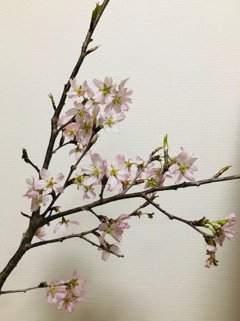 おうちで桜_f0204295_07541421.jpg