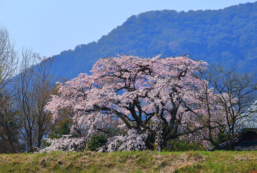 2019年・宝珠寺のヒメシダレ桜_e0093903_17463575.jpg